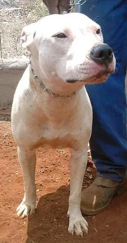 Cachorro raça PitBull idade 1 ano nome Branca