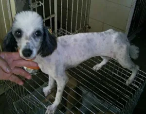 Cachorro raça Poodle idade 1 ano nome Kimba-Tratamento Leish