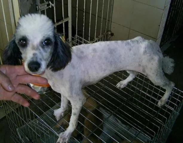 Cachorro ra a Poodle idade 1 ano nome Kimba-Tratamento Leish