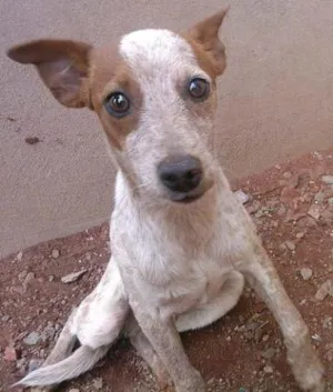 Cachorro raça SRD idade 2 anos nome Malhado