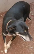 Preta-A procura do