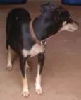 Preta-A procura do