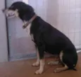 Preta-A procura do