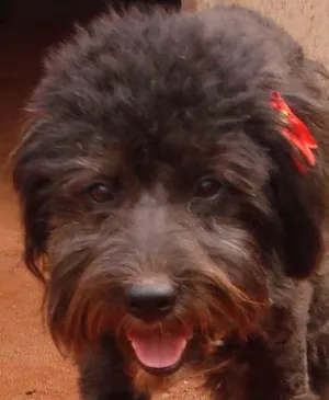 Cachorro raça Poodle idade 1 ano nome Linda