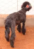 Linda