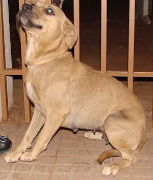 Cachorro raça Fila Mestiça idade 4 anos nome Belinha