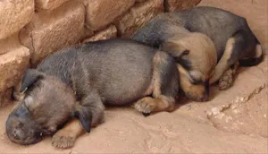 Cachorro raça SRD idade Abaixo de 2 meses nome Novinhos