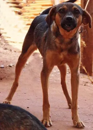 Cachorro raça SRD idade 2 anos nome Chorona