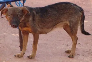 Cachorro raça SRD idade 2 anos nome Toquinha