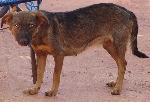 Cachorro ra a SRD idade 2 anos nome Toquinha