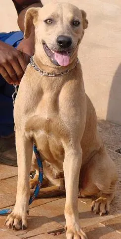 Cachorro raça Fila idade 1 ano nome Boneca