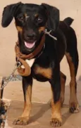 Bilu