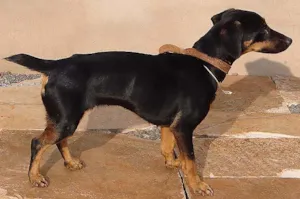 Cachorro raça SRD idade 1 ano nome Bilu