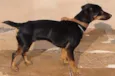 Bilu