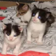 Gatinhos Novinhos