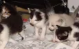Gatinhos Novinhos