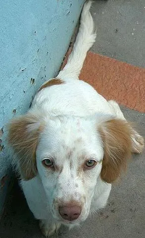 Cachorro raça SRD idade 1 ano nome Encontrado