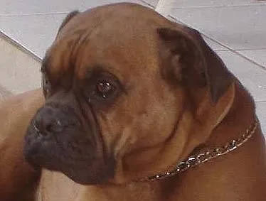 Cachorro ra a Boxer idade 1 ano nome Theodoro