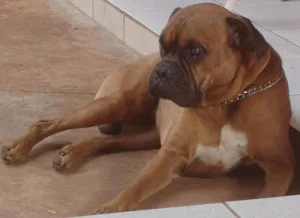 Cachorro raça Boxer idade 1 ano nome Theodoro