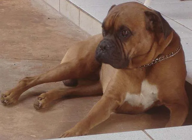 Cachorro ra a Boxer idade 1 ano nome Theodoro