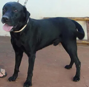 Cachorro raça Labrador Puríssimo idade 4 anos nome Negão