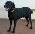 Negão