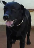Negão