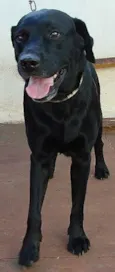 Negão