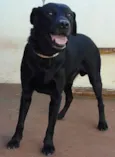 Negão