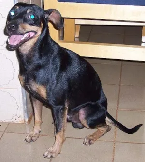 Cachorro raça SRD idade 2 anos nome Pinduca GRATIFICA-S