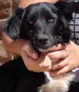 Neguinho