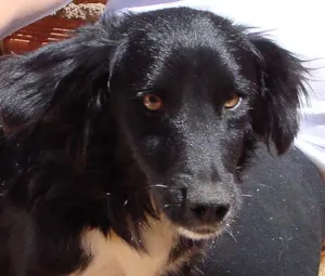 Cachorro raça SRD com Cofape idade 2 anos nome Neguinho