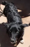 Neguinho