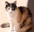 Gatas e Gatinhos