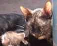 Gatas e Gatinhos