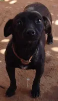 Pelézinho