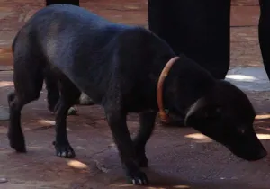 Cachorro raça Mestiço Cofape idade 1 ano nome Pelézinho