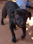 Pelézinho