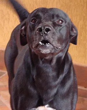 Cachorro raça Boxer com PitBull idade 1 ano nome Atus