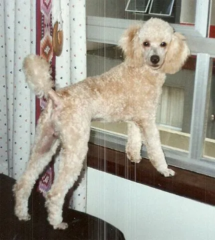 Cachorro ra a Poodle idade 6 ou mais anos nome JASON