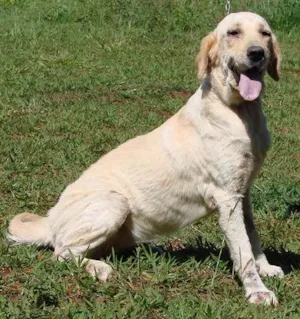 Cachorro raça Labrador idade 6 ou mais anos nome Serena - em tratamento