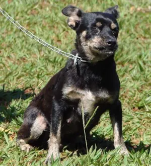 Cachorro raça Mest. Pincher idade 4 anos nome Kika - em tratamento