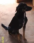 Foguinho