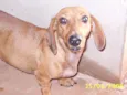 Mel