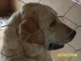 Serena - em tratamento
