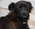 Samantha