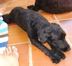 Cachorro raça Poodle idade 1 ano nome Encontrados prox. E