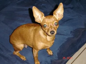 Cachorro raça Pinscher idade 4 anos nome Mel