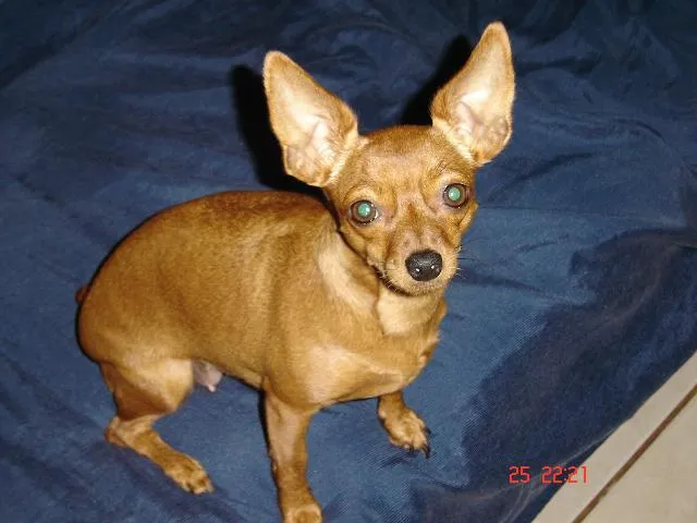 Cachorro ra a Pinscher idade 4 anos nome Mel