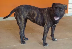 Cachorro raça PitBull idade 3 anos nome Luana